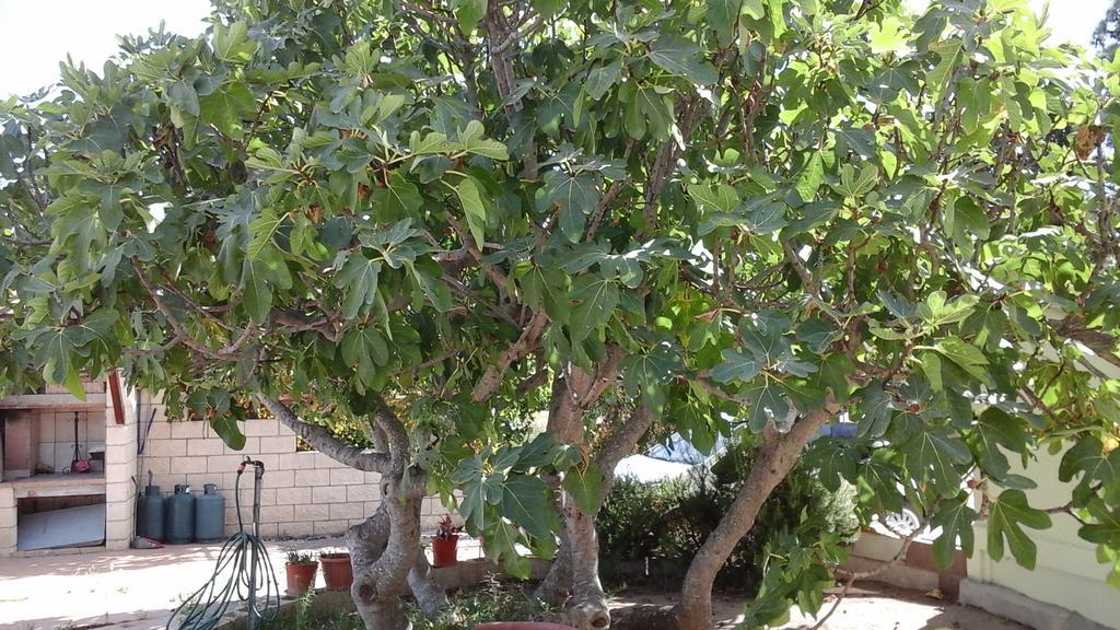 Villa Renzo E Lucia Sant Isidoro  Dış mekan fotoğraf